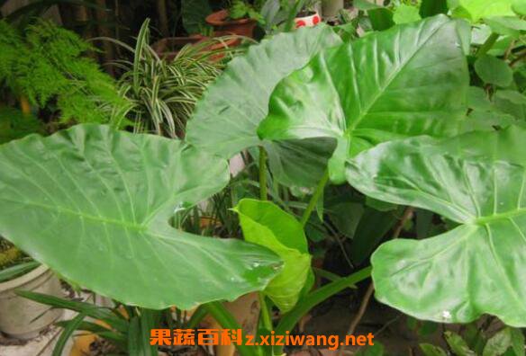 ��ˮ�����ͺ��������