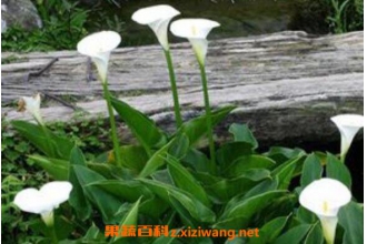 ���󻨺�������������