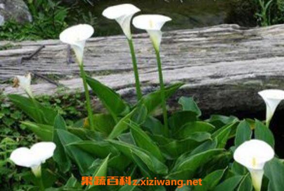 海芋花和马蹄莲的区别 花卉 做法 功效与作用 营养价值www Asqxzs Com 海芋花和马蹄莲的区别 花卉 做法 功效与作用 营养价值www Asqxzs Com