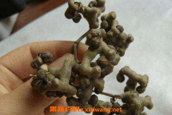 ��צ���ݾ���ʲô��Ч �������ݾƵĹ�Ч������