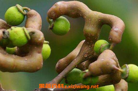 ����Ĺ�Ч������ �����ʳ�ý���