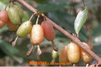 ���̹����Ĺ�Ч������ ���̹�����ҩ�ü�ֵ����