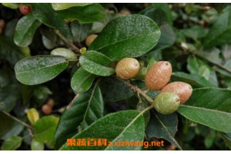 ���������Ĺ�Ч������ ����������ҩ�ü�ֵ