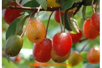 ���̹����Ĺ�Ч������ ���̹�����ҩ�ü�ֵ