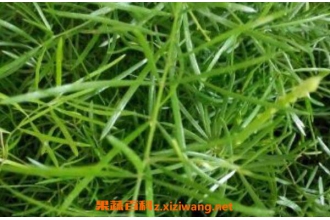 ���ٰ��Ĺ�Ч������ ���ٰ���ҩ�ü�ֵ