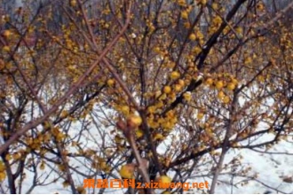 ɽ��÷���Ĺ�Ч������