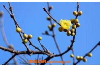 Ұ��÷�����Ĺ�Ч������ Ұ��÷������ҩ�ü�ֵ