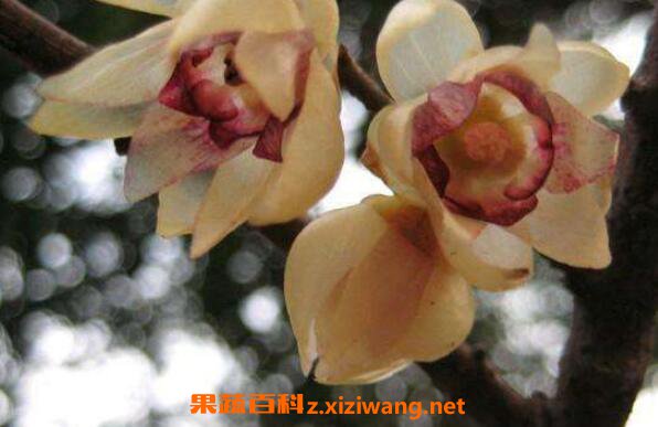 ��÷�ѵĹ�Ч������ ��÷�ѵ�ҩ�ü�ֵ