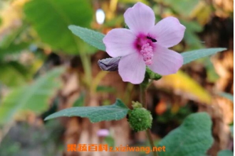 ���컨�������빦Ч ���컨��ҩ�ü�ֵ