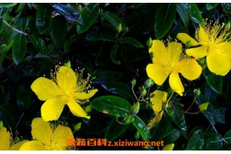 ��˿÷�Ĺ�Ч�����ü�ҩ�ü�ֵ