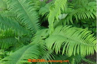 ���ڵĹ�Ч�����ü�ҩ�ü�ֵ