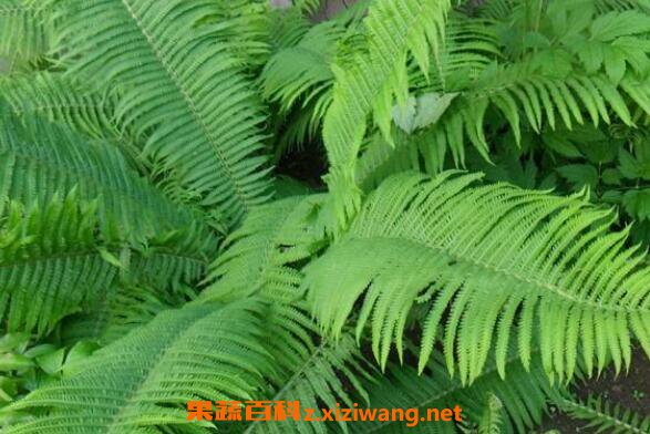���ڵĹ�Ч�����ü�ҩ�ü�ֵ