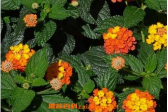 ��ӧ���Ĺ�Ч������ ��ӧ����ҩ�ü�ֵ