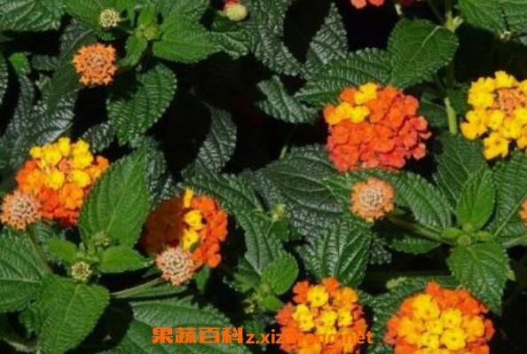 ��ӧ���Ĺ�Ч������
