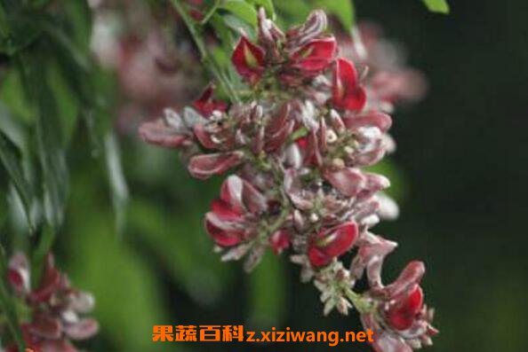 �Ҷ��ٵ������빦Ч��ҩ�ü�ֵ