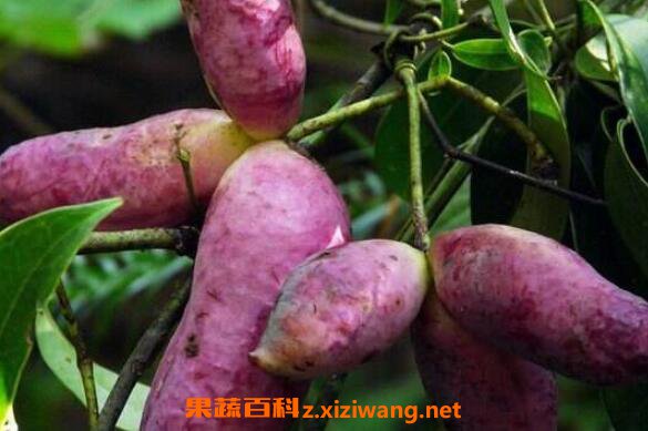 ���¹ϵĹ�Ч������ ���¹ϵ�ʳ�÷���