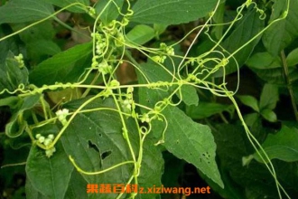 ��˿�ӵĹ�Ч������ ��˿�ӵ�ҩ�ü�ֵ