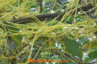 ��˿����ˮ�ȵĹ�Ч������ ��˿����ˮ�ȵĸ���