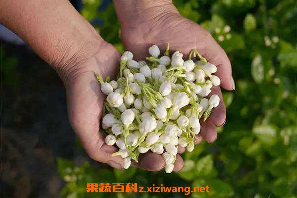 茉莉茶