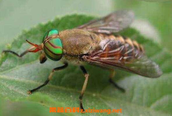 ��ҩ��Ĺ�Ч�����ü�ҩ�ü�ֵ