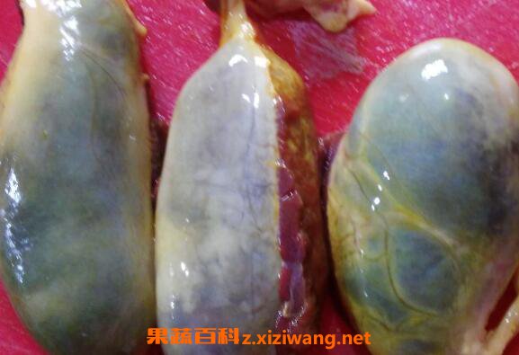 ����֭�Ĺ�Ч�����ü�ҩ�ü�ֵ