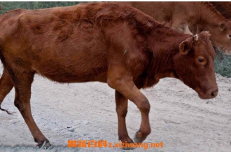 Ұ��ţ���Ĺ�Ч������ Ұ��ţ����ҩ�ü�ֵ
