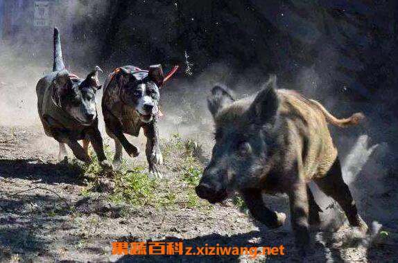Ұ�����Ĺ�Ч�����ü�ҩ�ü�ֵ