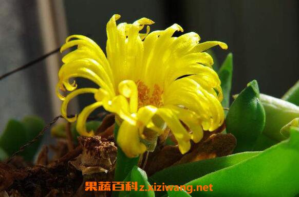���ֻ��Ĺ�Ч������ ���ֻ���ҩ�ü�ֵ