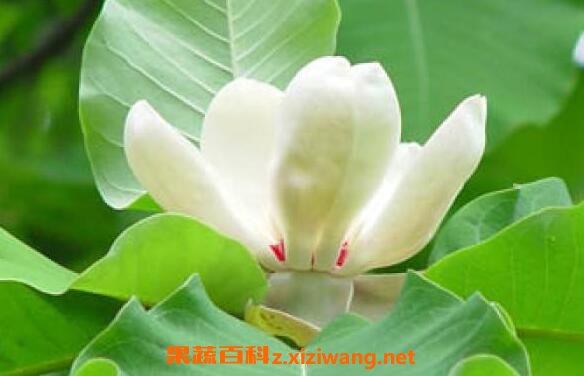 ���ӻ��Ĺ�Ч�����ü�ҩ�ü�ֵ