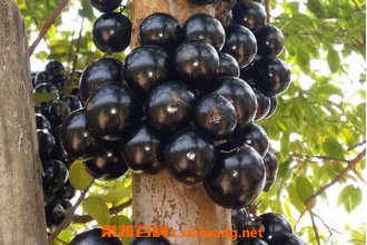 �α�����ô�� �α�����ʳ�÷���