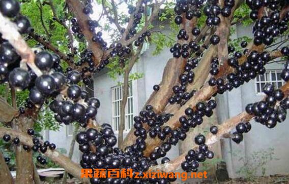 �α�����ô�� �α�����ʳ�÷���