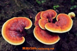 ��֥����ֱ����ˮ���� ���ں���֥ˮ�ĺô�