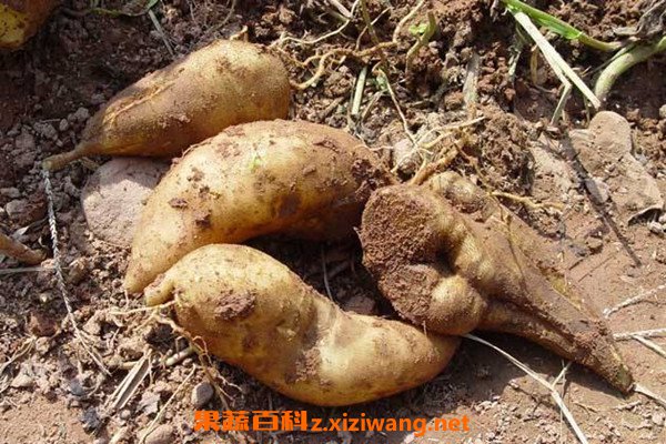 ѩ����