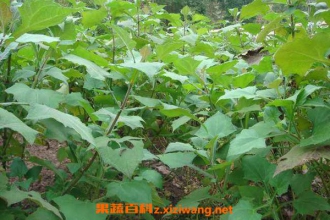 ѩ�����������빦Ч ѩ�����ĸ�����