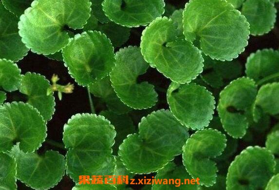 ���ӲݵĹ�Ч������