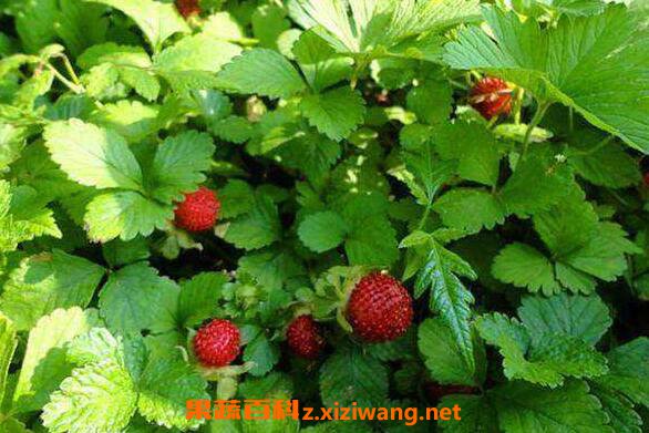 ���ݲݵĹ�Ч������