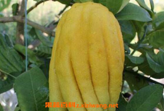 ���ֵĹ�Ч������ �Է��ֵĺô�