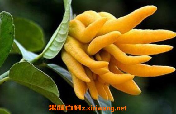 ���ֵĹ�Ч������ �Է��ֵĺô�