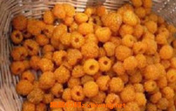 ����÷�Ĺ�Ч������ �Ի���÷�ĺô�