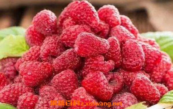 �׾�����ݮ�Ĺ�Ч������