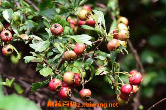 Ұɽ髵Ĺ�Ч�����ü�ʳ�÷���