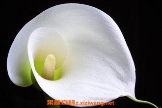 �����������ֳ ����������ֳ����