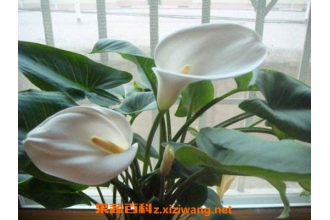 ���������������ֲ ��������������ֳ����