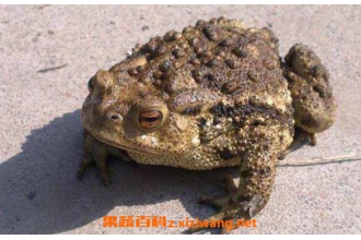 ���Ƥ�Ĺ�Ч������ ���Ƥ�ĸ�����