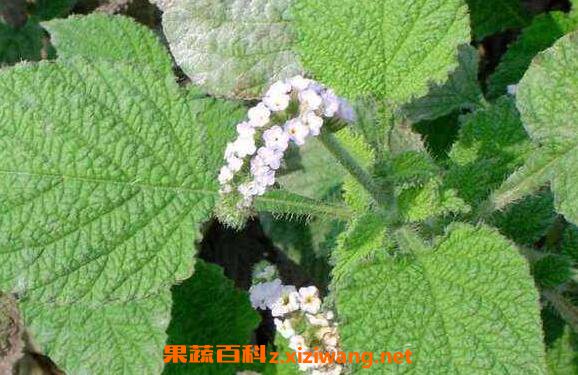 ��ܲݵĹ�Ч������ ��ܲݵĸ�����