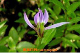 ��������֦�������� ��֦���Ĺ�Ч������