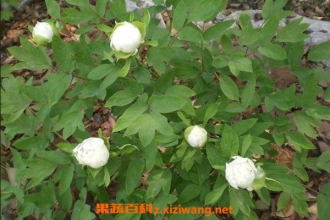 ���ֿ���ֱ����ˮ���� ������ˮ����ʲô��Ч