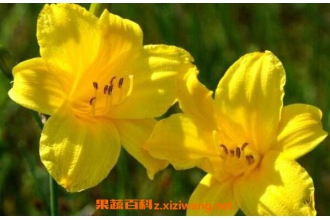 ɽ�ƻ��Ĺ�Ч������ ɽ�ƻ��ĸ�����