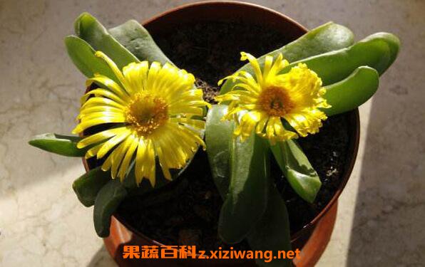 ���ֻ������ ���ֻ��ļ�ͥ��ֳ����