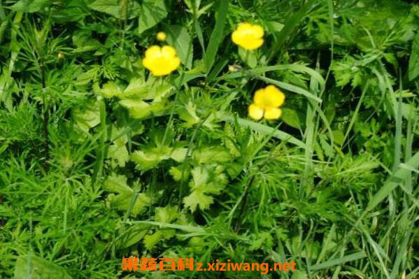 Ұ�ƻ����Ĺ�Ч������ Ұ�ƻ����ĸ�����